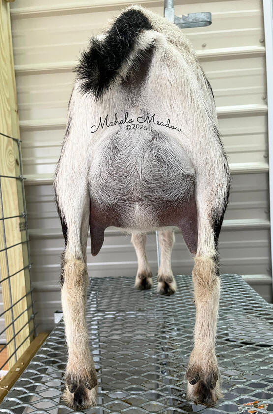 2nd Freshen Udder, Feb 2026 2nd Freshen Udder, Feb 2026