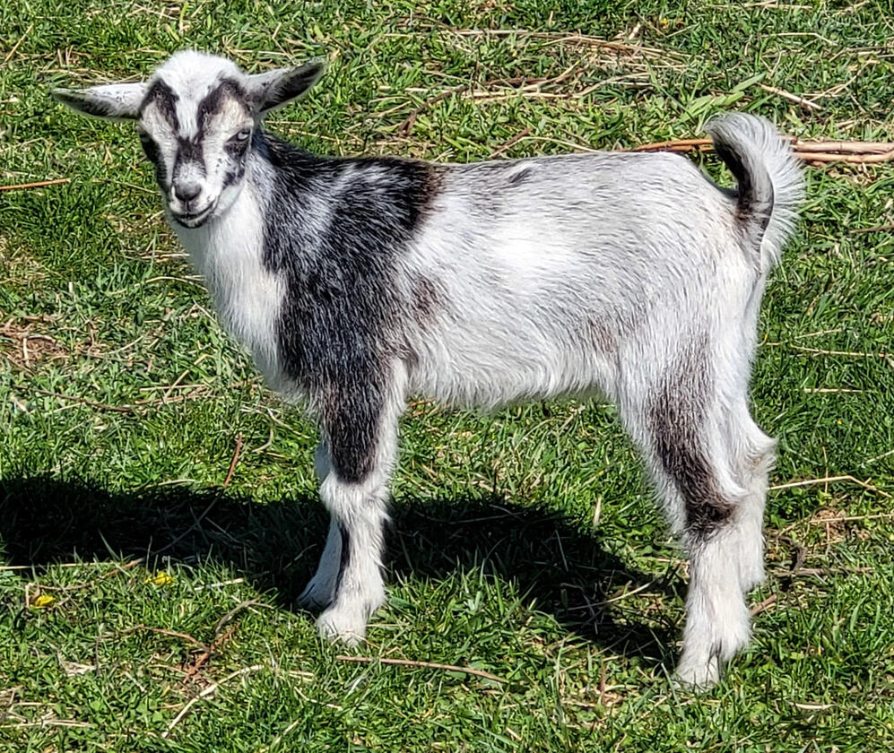 Baby Shaak-Ti Baby Shaak-Ti