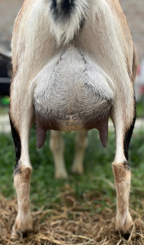 1st Freshen Udder, 2025