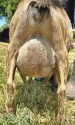 Dam's udder Dam's udder