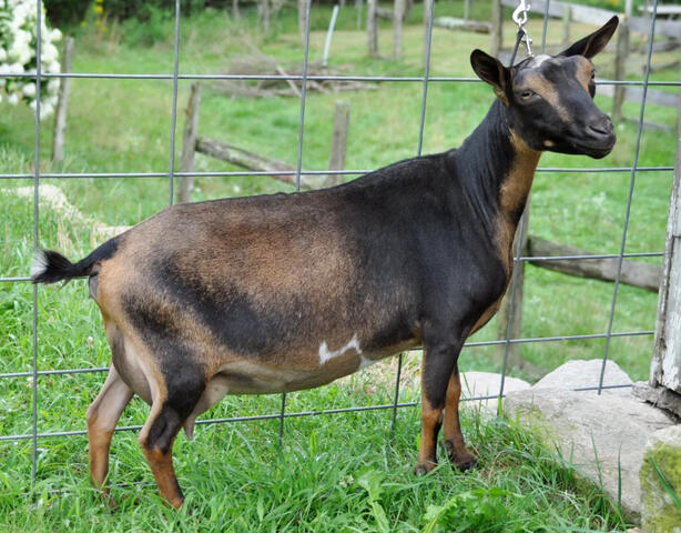 Dam's Sire's Dam Dam's Sire's Dam