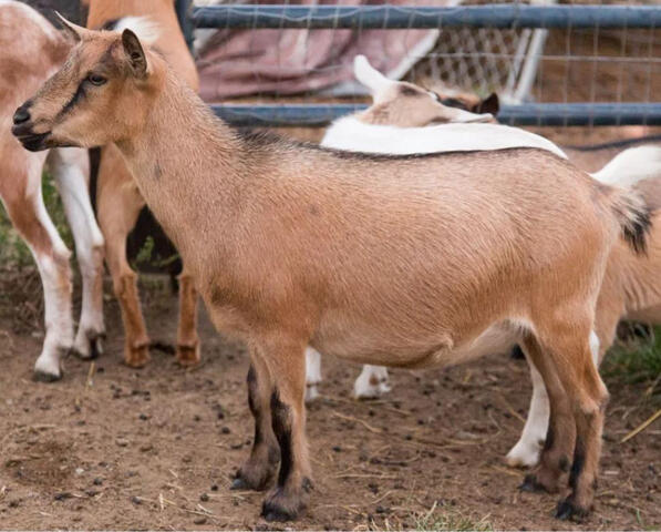 Young Noel Nigerian Dwarf Doe, Noel