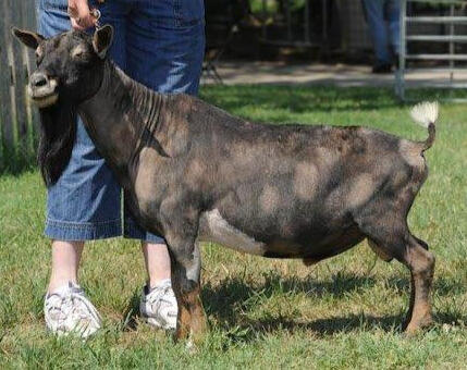 Sire's Sire Sire's Sire