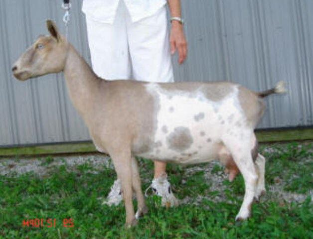 Sire's Dam Sire's Dam