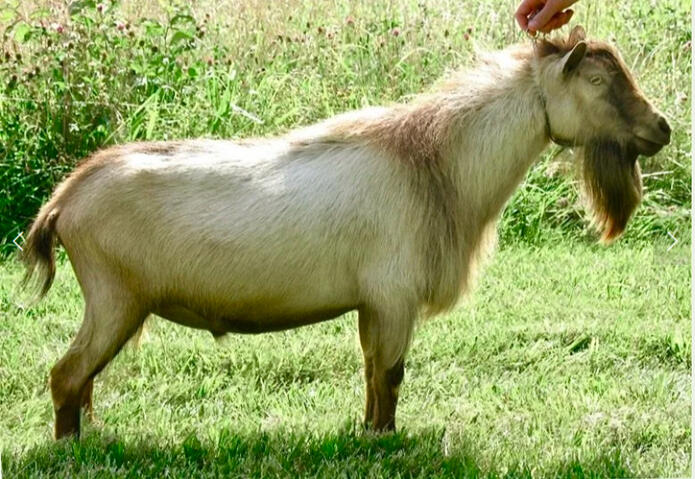 Dam's Sire's Sire