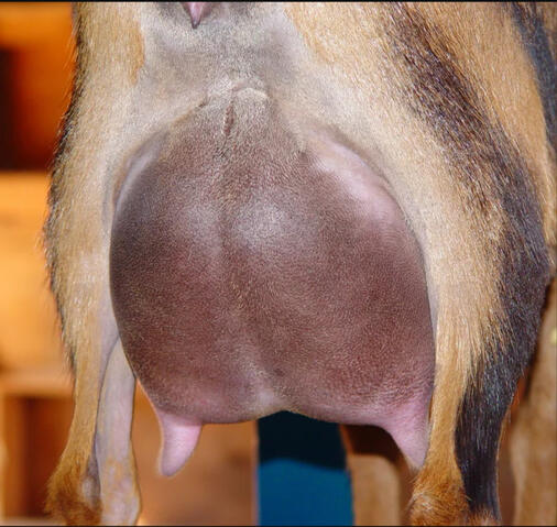 Dam's Sire's Dam's (FF!) Udder Rear