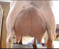 Sire's Dam's Udder
