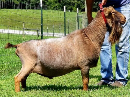 Dam's Sire Dam's Sire