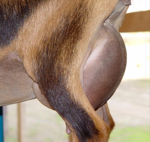 Dam's Sire's Dam's (FF!) Udder Side