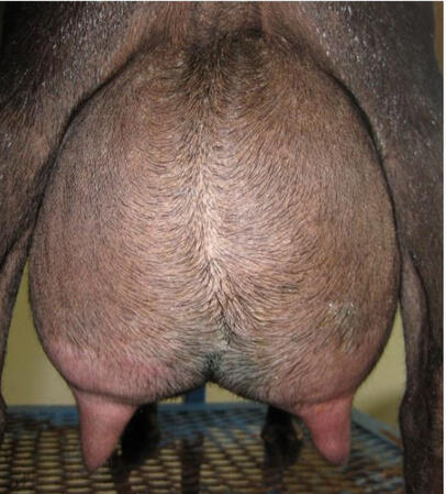 Sire's Dam's Udder Sire's Dam's Udder