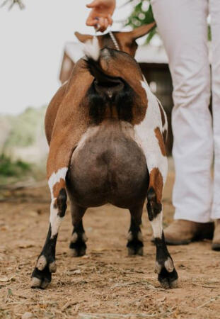 Littermate's Udder Littermate's Udder