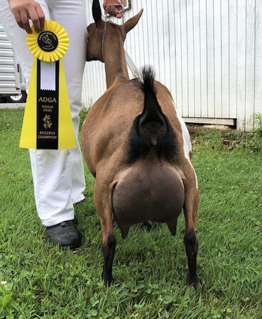Dam's Udder Dam's Udder