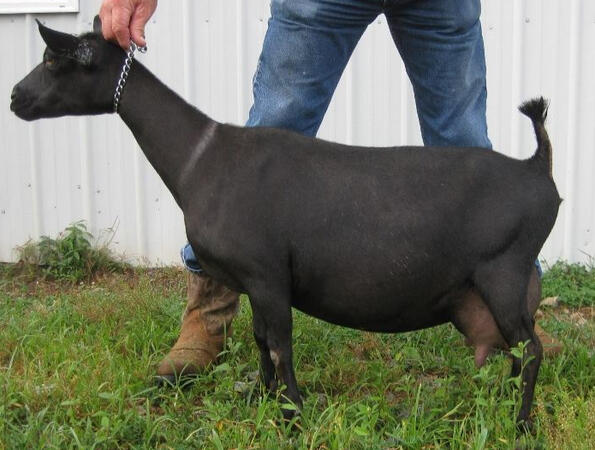 Sire's Dam Sire's Dam