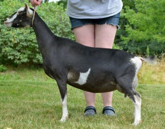 Sire's Dam: Old Mountain Farm Fat Tuesday