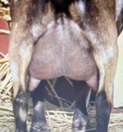 Dam: Rear Udder