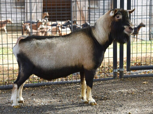 SDS: Old Mountain Farm Bold Elk