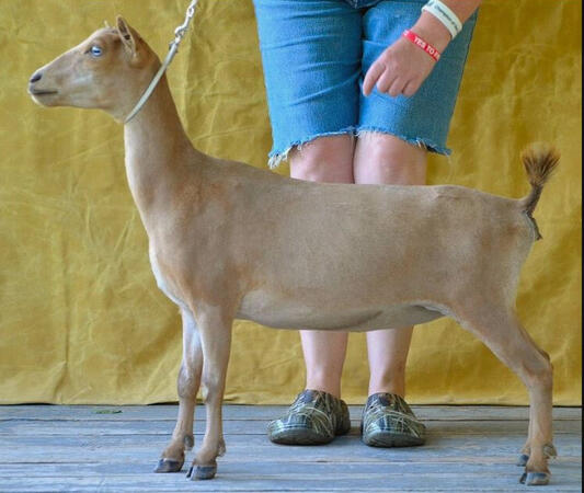 SSD: Old Mountain Farm Party Favah