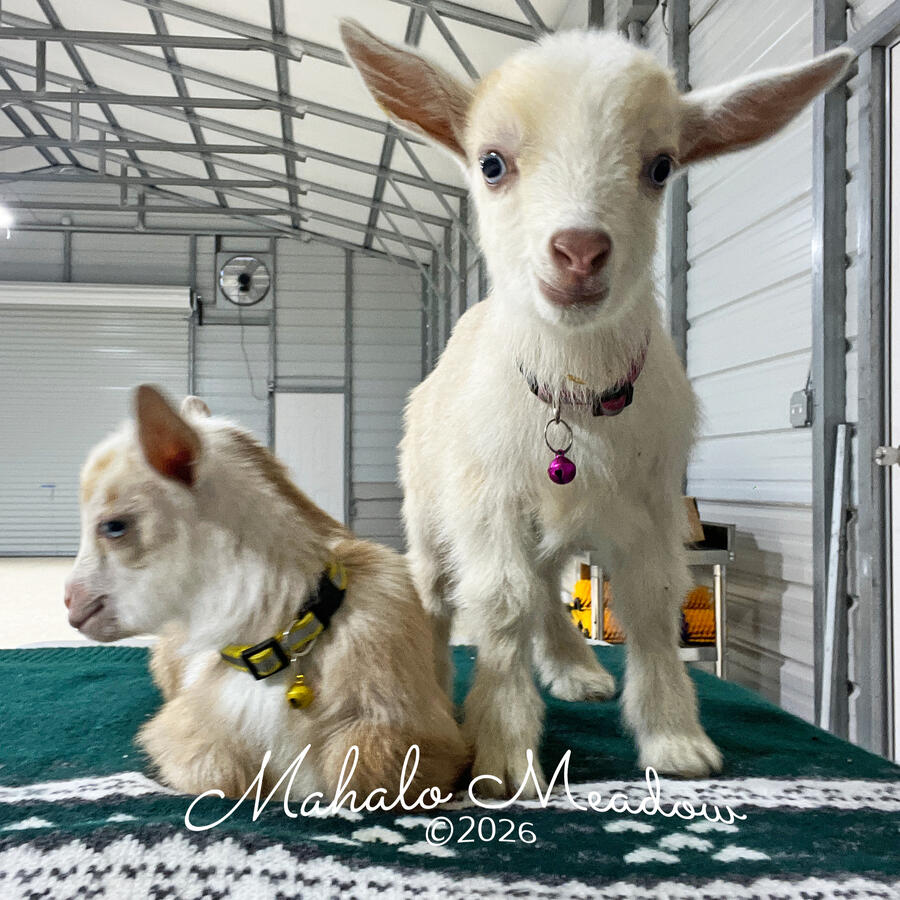 2026 Doelings 2026 Doelings