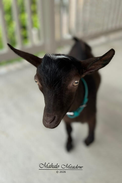 Jedi. July '26 Jedi. July '26