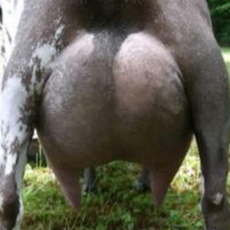 Dam's Sire's Dam's Udder