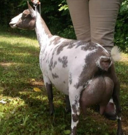 Dam's Sire's Dam