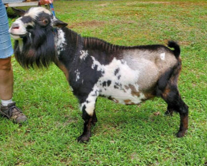 Dam's Sire