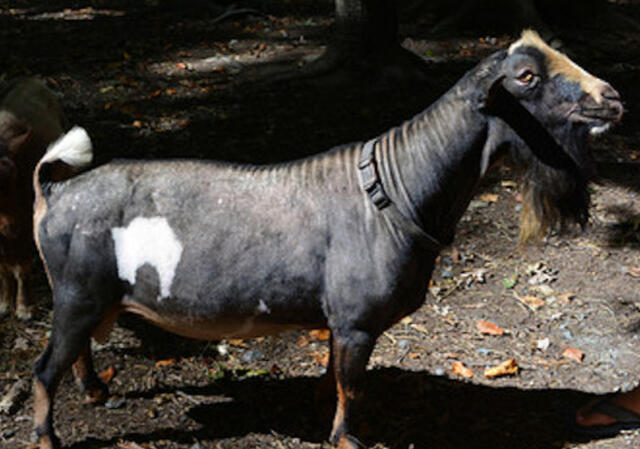 Sire's Sire