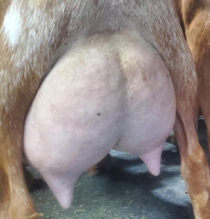 Sire's Dam's Udder Sire's Dam's Udder