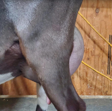 Dam's Udder Side