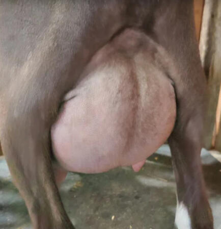 Dam's Udder Rear