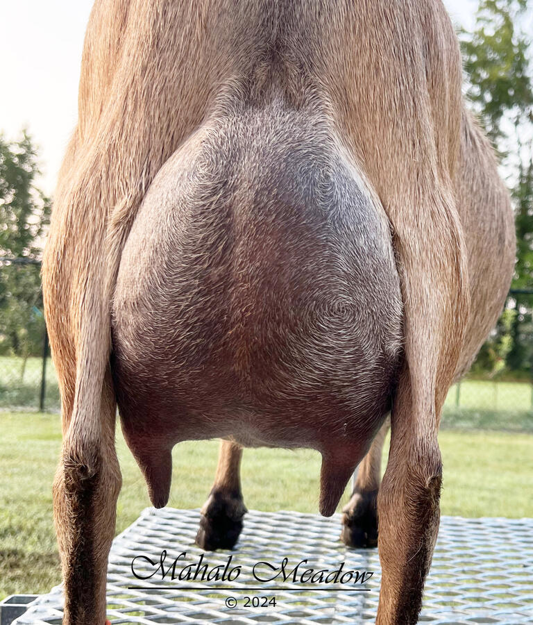 Dry - Pregnant - July 2024