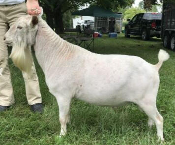 Sire's Sire