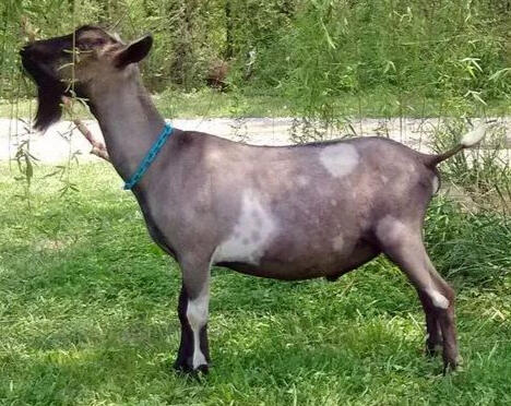 Sire's Sire Sire's Sire