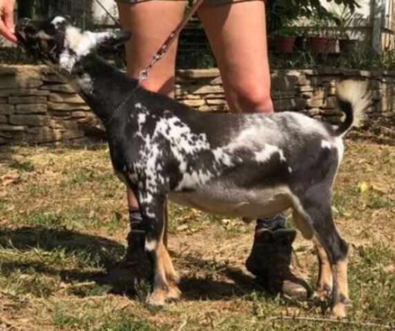 Dam's Sire Dam's Sire