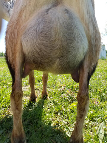 Dam's udder rear Nigerian Dwarf Doe Udder
