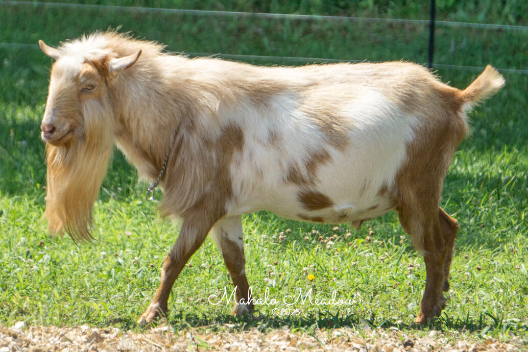 Courageous Left Side Strut, June 2025 Courageous Left Side Strut, June 2025