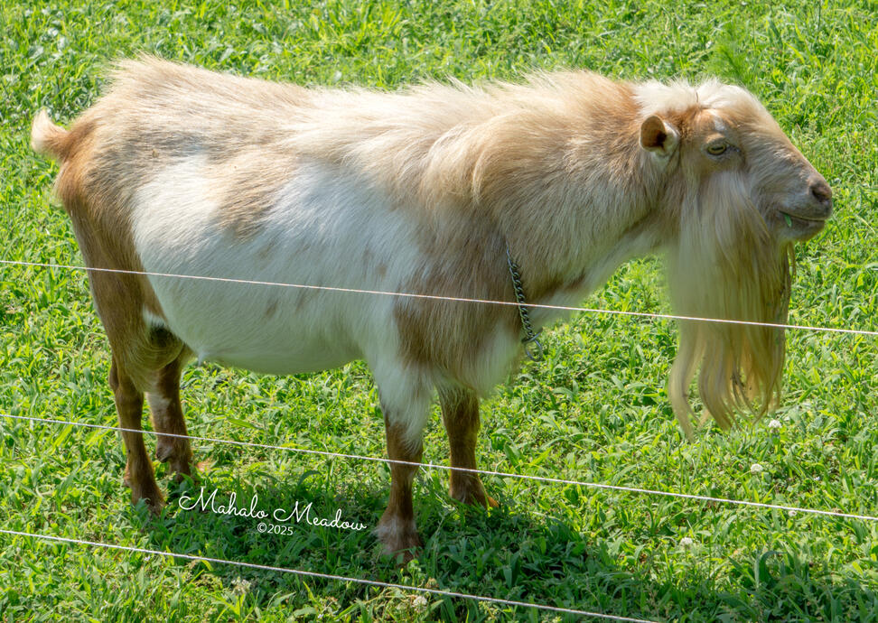 Courageous Right Side, June 2025