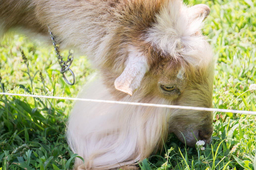 Courageous Face, June 2025 Courageous Face, June 2025