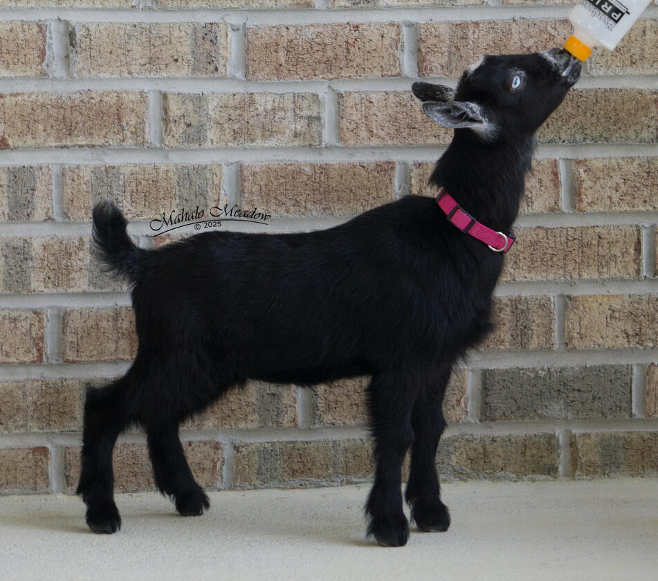 Steela Right Side, 6 wks