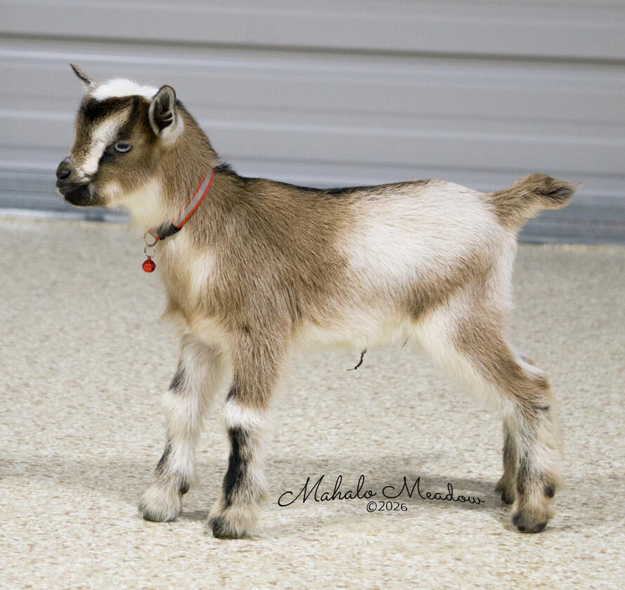 Loth-Goat Loth-Goat