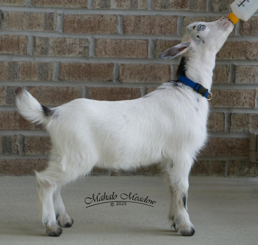 Captain Rex, Right Side