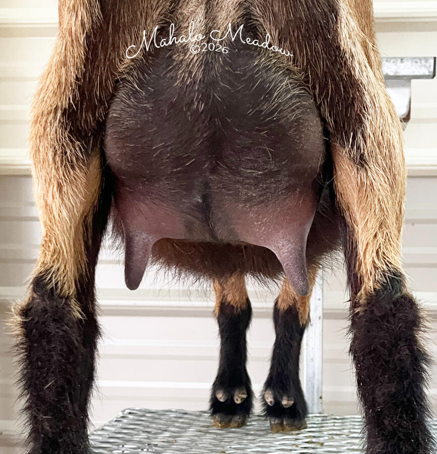 Fennec First Freshen Udder