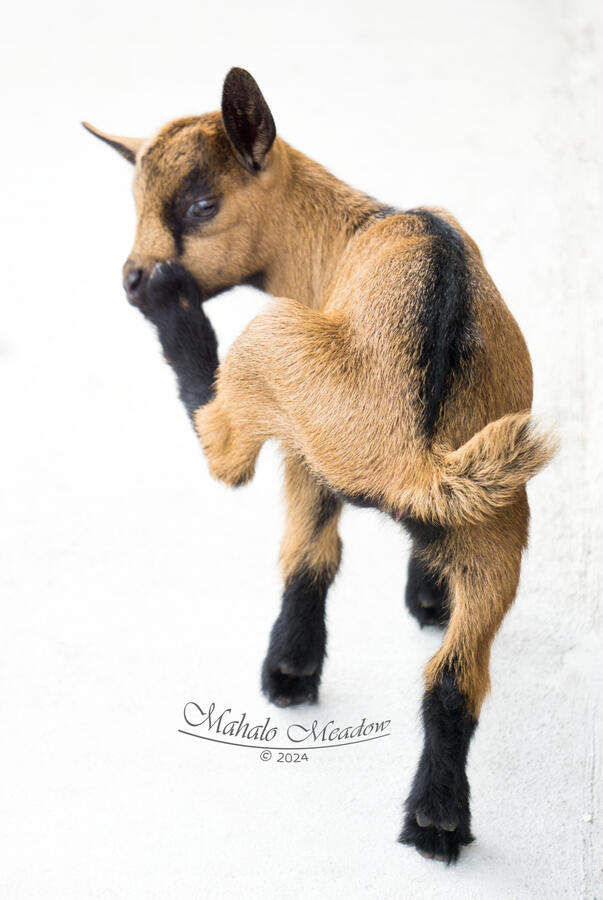 Funny Itch Funny Itch