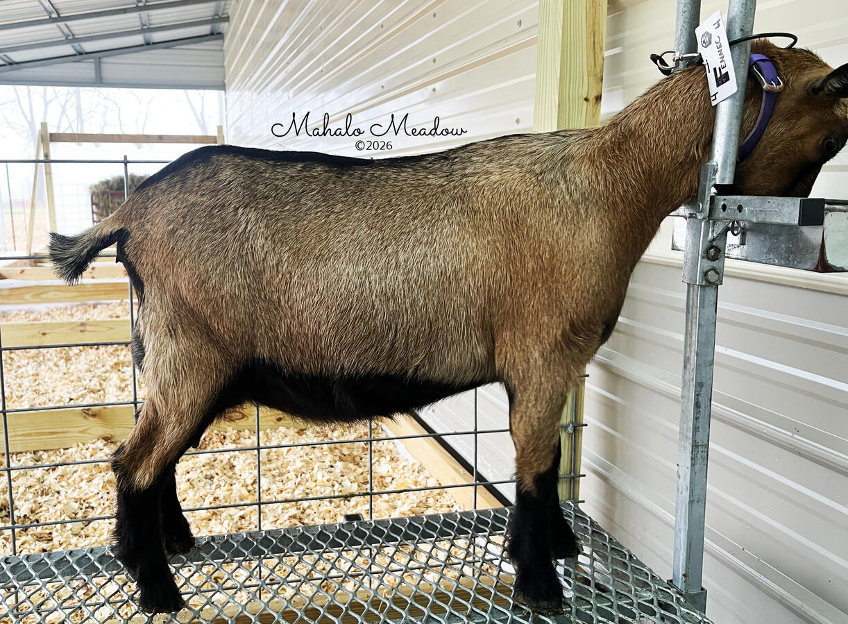 Adult Fennec Adult Fennec