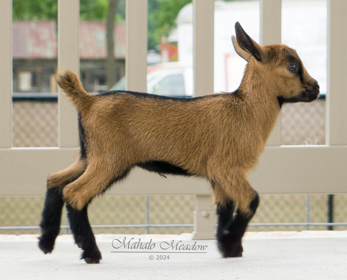 Baby Fennec Baby Fennec