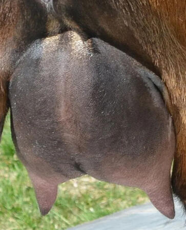 Sire's Sire's Dam's Udder