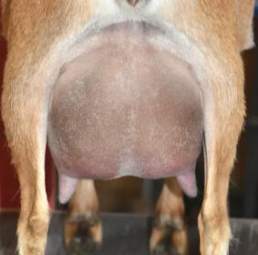 Sire's Dam's Udder