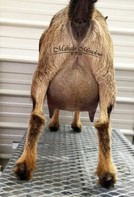 Cara FF Udder