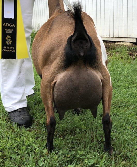 Sire's Dam's Udder Sire's Dam's Udder