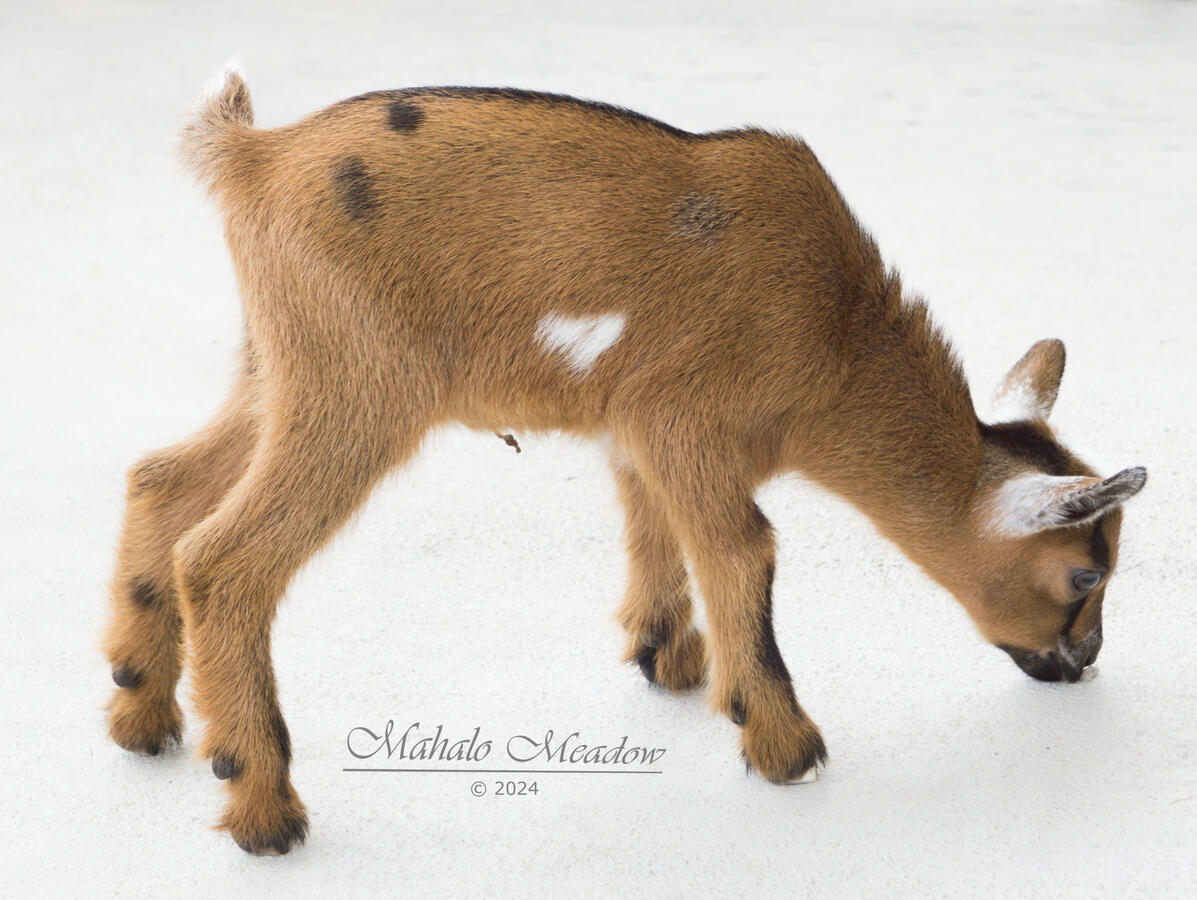 Sabine Wren Right Side